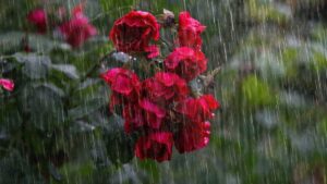 West Bengal Weather Update Kolkata rain forecast : রাজ্যজুড়ে বজ্রবিদ্যুৎ-এর সঙ্গে ঝোড়ো হাওয়ার সতর্কতা, বাংলায় বদলাবে আবহাওয়া